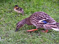 Canard Colvert et caneton (Photo F. Mrugala) (1)